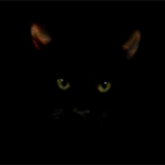 Gato negro thumbnail